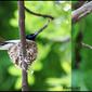 The Asian Paradise flycatcher