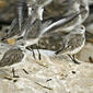 Calidris alba17