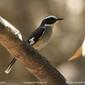 Buff-sided Robin  (Poecilodryas cerviniventris)