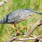 Socozinho (Butorides striata)