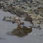 Purple Sandpiper