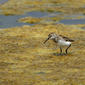 Western sandpiper (Calidris mauri) at Pismo beach....2 of 2