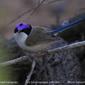 Purple-crowned Fairy-wren  (Malurus coronatus)