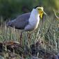 Masked Lapwing (Vanellus miles)