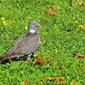 Columba palumbus / paloma torcaz.