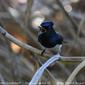 Male Leaden or Satin Flycatcher?