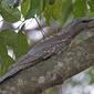 Tawny frogmouth (Podargus strigoides)