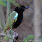 Rainbow Pitta  (Pitta iris)