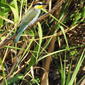 Merops apiaster / abejaruco común, (joven).