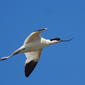 Avocet