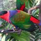 PSITTACIDAE 鸚鵡科 - Blace-capped Lory (Lorius Lory) - 黑頂吸蜜鸚鵡