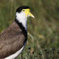 Masked Lapwing