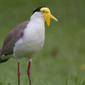 Masked Lapwing Vanellus miles, Cairns