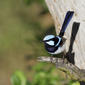 Superb Fairy-wren