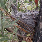 Dusky Woodswallow nest