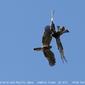 Square-tailed Kite & Pacific Baza