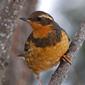 Varied Thrush female