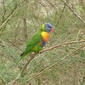 Trichoglossus haematodus