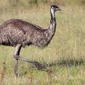 Emu