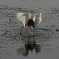 Squacco Heron landing