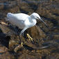Little Egret fishing