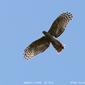 Pacific Baza (Aviceda subcristata)