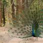 Peacock struts its stuff