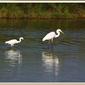 Garcetas, común y grande compartiendo la charca - Martinet blanc i Agrò blan - Ardea alba & Egretta garzeta - Little and great egret