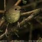 Atherton Scrubwren (Sericornis keri)