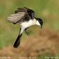 Restless Flycatcher (Myiagra inquieta)