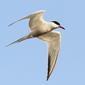 Sterne pierregarin Sterna hirundo - Common Tern