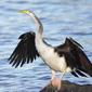 Australasian Darter