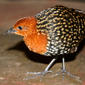 Buff-spotted flufftail