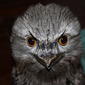 Podargidae>Podargus strigoides Tawny Frogmouth IMG8132