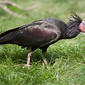 bald ibis