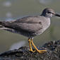 Wandering Tattler