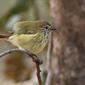 Striated Thornbill (Acanthiza lineata)