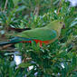 Australian King Parrot (Alisterus scapularis) female