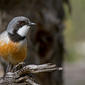 Rufous Whistler (Pachycephala rufiventris) male