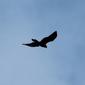 Aquila audax audax (Wedge-tailed Eagle)