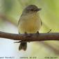 Buff-rumped Thornbill (Acanthiza reguloides)