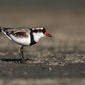 Black-fronted Dotterel