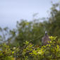 Common Wood Pigeon (Columba palumbus)