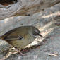 Tasmanian Scrubwren (White-browed Scrubwren)