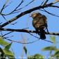 Horsfield's Bronze-Cuckoo (Chrysococcyx basalis)