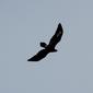 Aquila audax audax (Wedge-tailed Eagle)