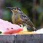 Macleay's Honeyeater 0434