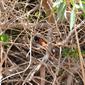 Paradise-flycatcher DSC_3982