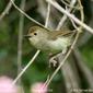 Large-billed Scrubwren (Sericornis magnirostris)