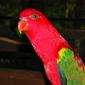 Chattering Lory Lorius garrulus